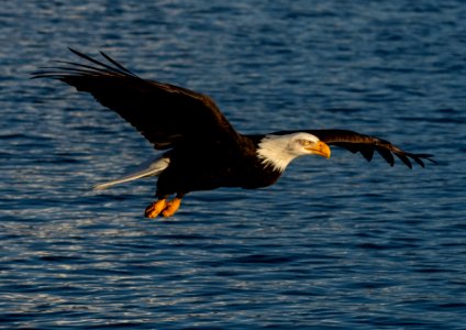 2020 Bald Eagles in Flight, vic Homer, Alaska (7) photo