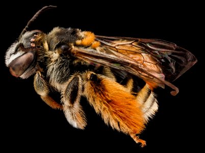 Exomalopsis similis, female, side 2012-07-03-15.03.18 ZS PMax photo