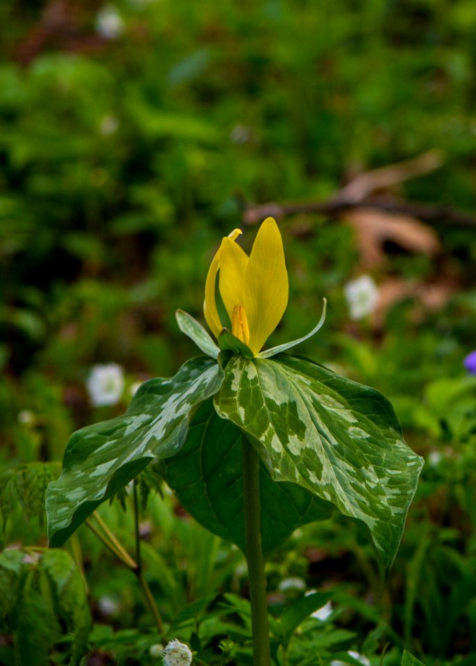 Yellow trillium, April 2018--Thom McManus