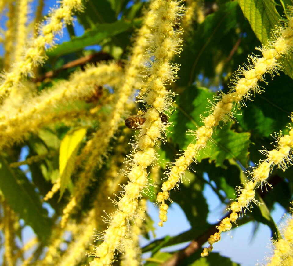 Gentle chestnut flower yellow flower pollination
