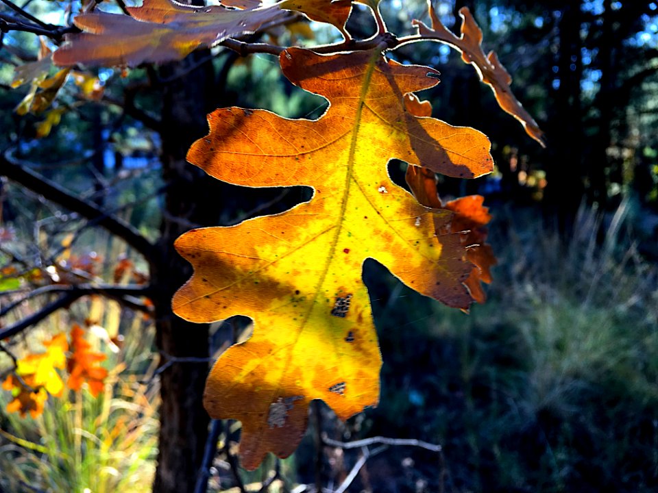 Backlit Oak Leaf