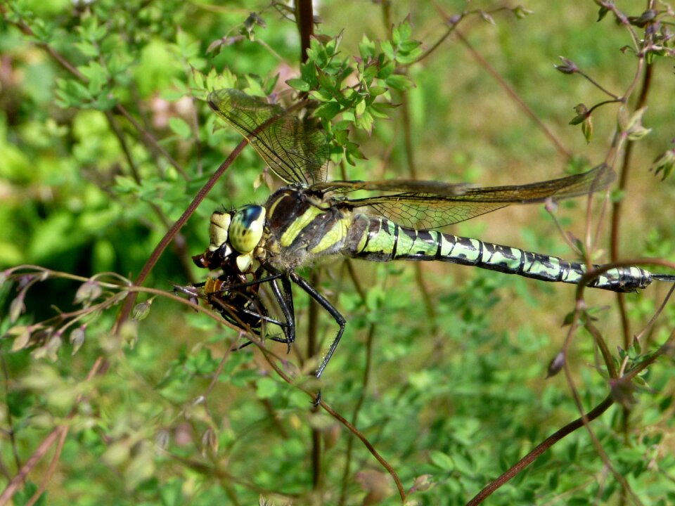 Dragonfly nature summer