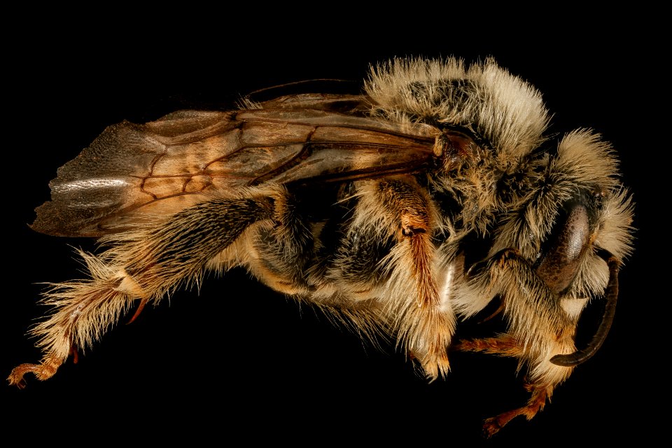 Diadasia australis, M, side, Pennington, SD 2015-11-12-10.33.02 ZS PMax UDR photo