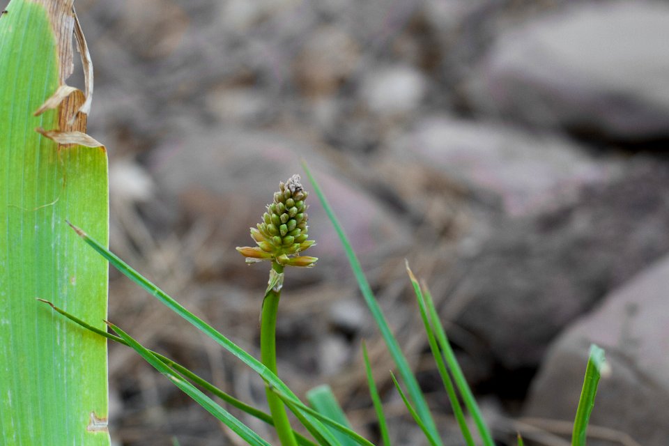 2014/365/183 Little Poker Bud