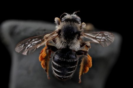 Melitta melittoides, female, back photo