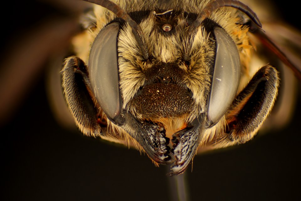 Megachile compta coleman little