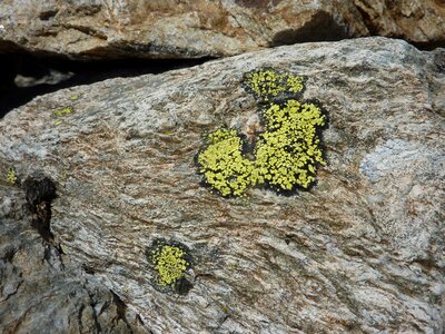 Lichen mineral nature
