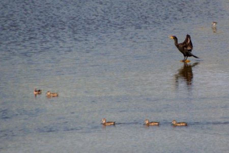 Pond Life photo