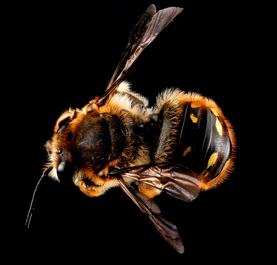 Anthidium manicatum, unkown, back 2012-07-12-16.19.05 ZS PMax