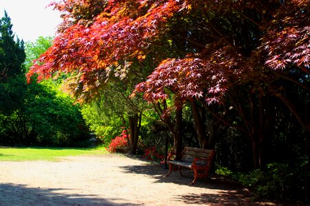 Autumn leaves plants wood