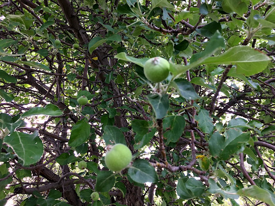 Apple Sighting