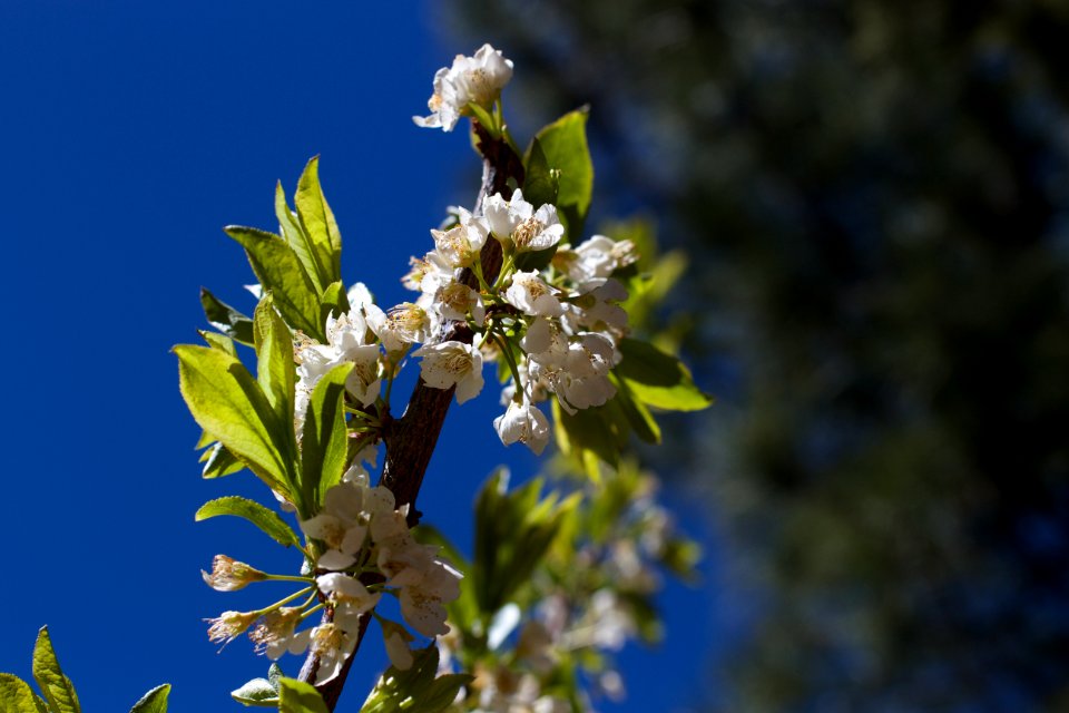 Plum Tree Flowers Holding
