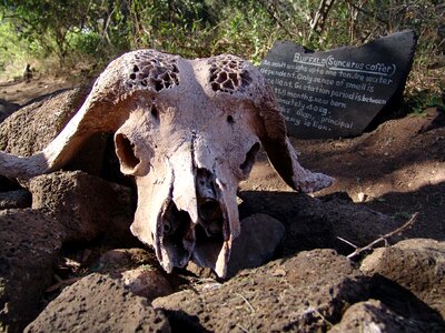 Cattle skull skull and crossbones syncerus caffer photo