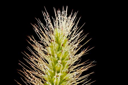 Yellow-Fox-Tail-dew 2012-08-02-16.40.30-ZS-PMax photo