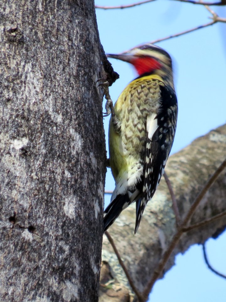 Yellow-bellied Sapsucker, January 2015--Warren Bielenberg