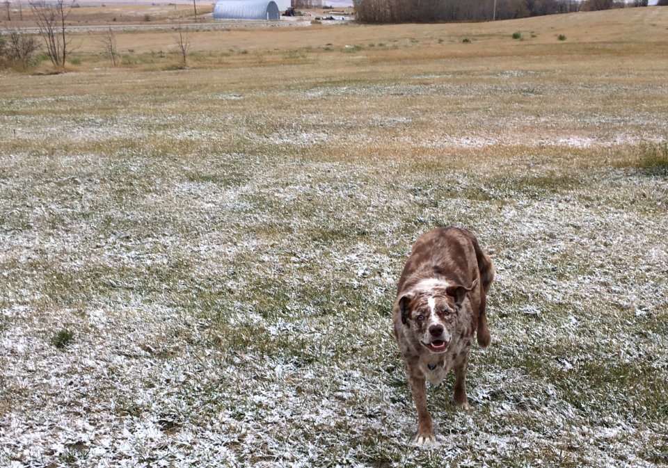 Felix of the Prairie