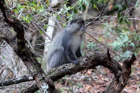 Cercopithecus albogularis 2