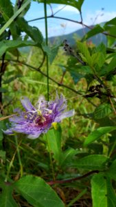 Passionflower, August 2017--Jessie Snow