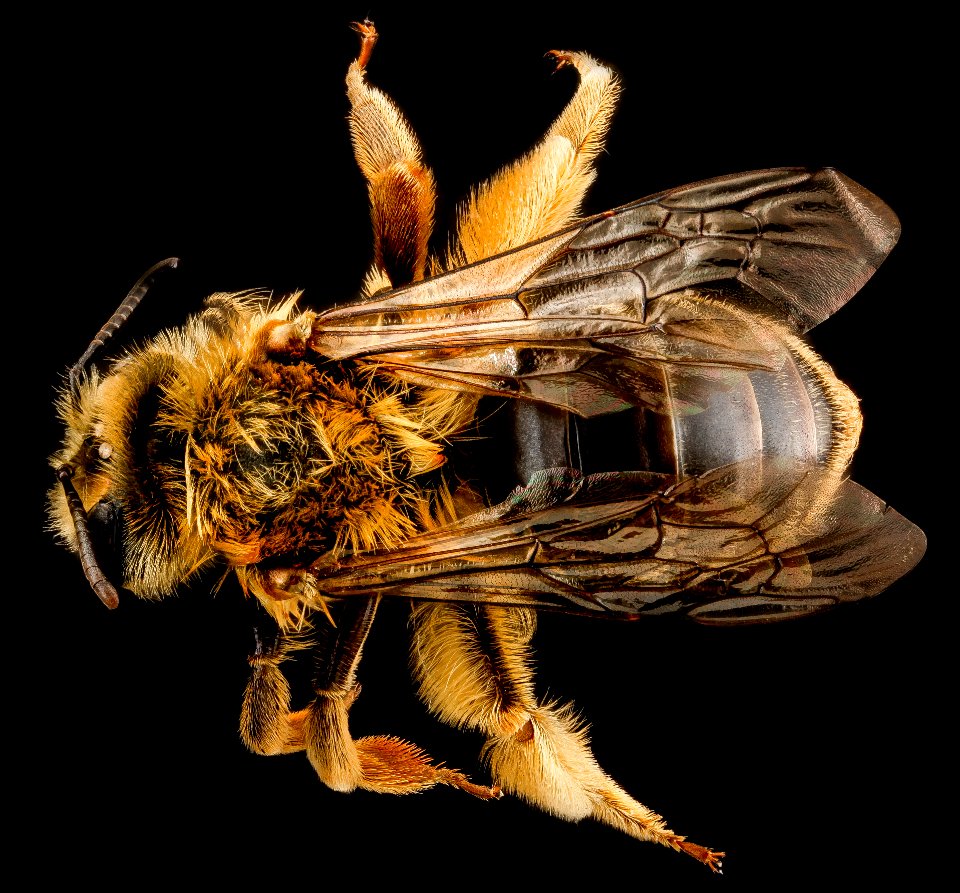 Andrena helianthi, U, back, Conneticut, New Haven County 2012-12-14-13.58.49 ZS PMax