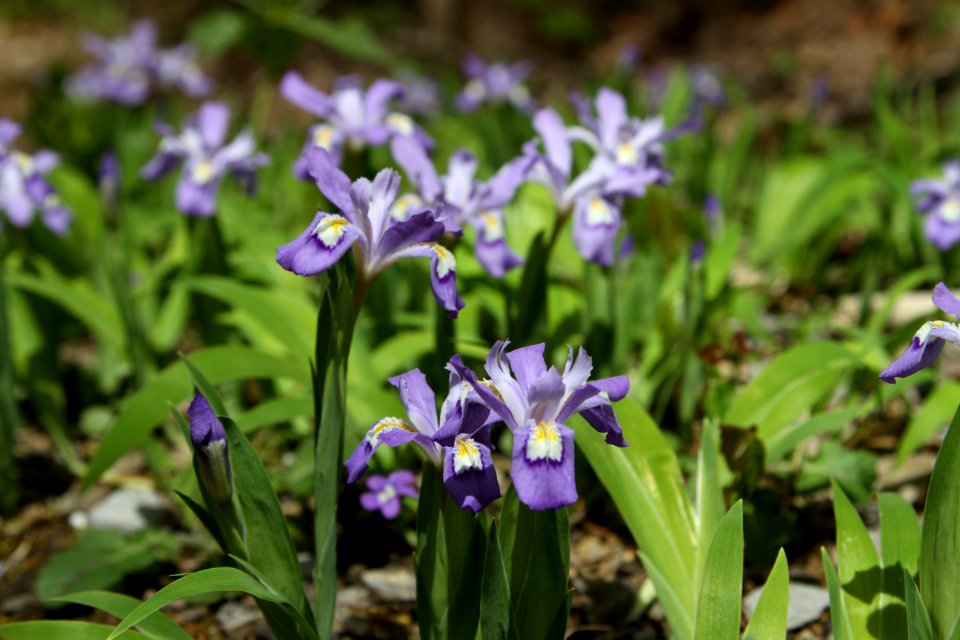 Crested Dwarf Irises, April 2014--Warren Bielenberg