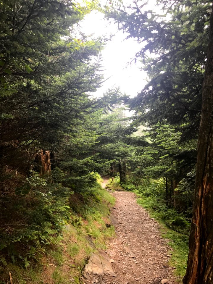 Clingmans Dome Bypass Trail, August 2017--Andrea Walton