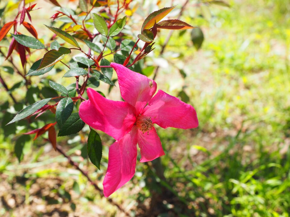 Bloom pink rose garden
