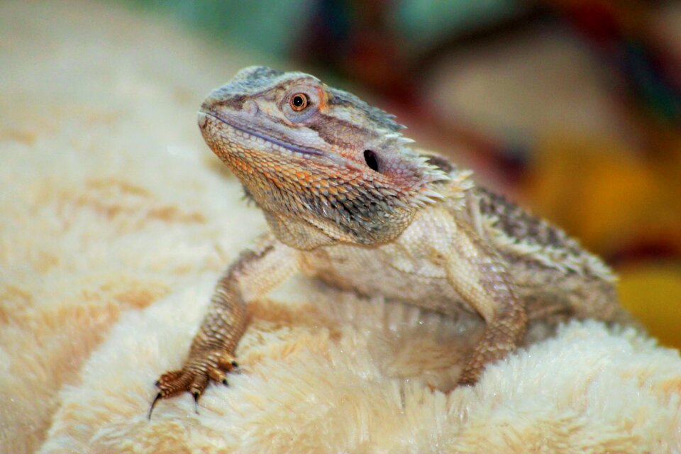 Bearded dragon small dragon reptile