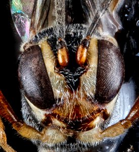 Ichneumonid wasp, U, face, Florida, Miama-Dade county 2013-02-07-14.50.26 ZS PMax photo