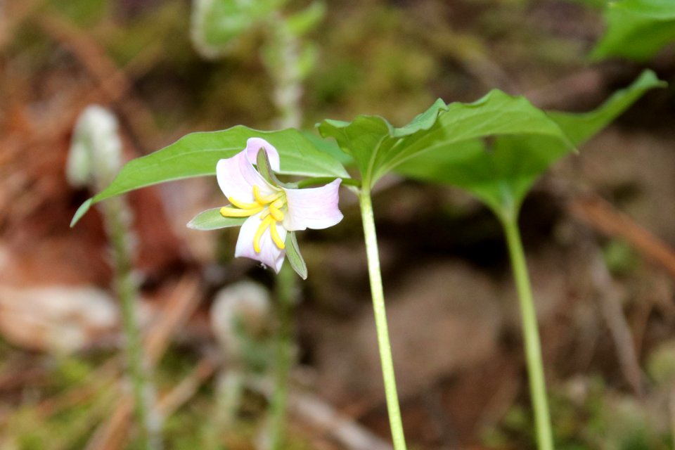 Catesby's trillium, April 2018--Warren Bielenberg
