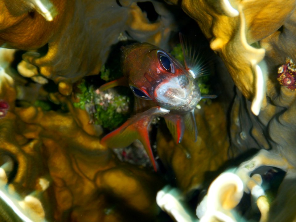 Sargocentron vexillarium 1