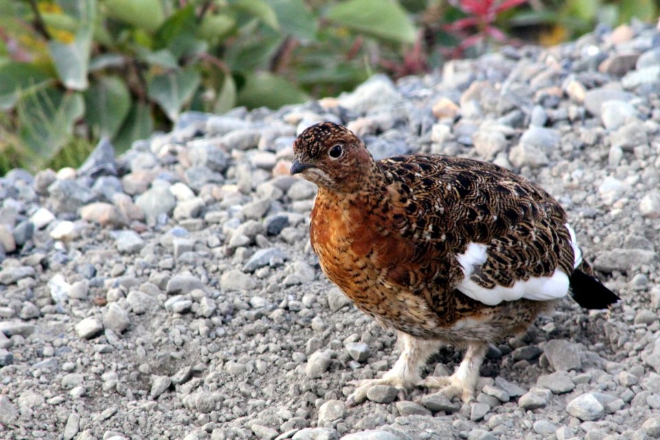 Ptarmigan At Denali National Park