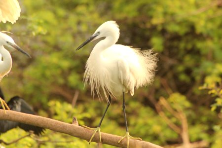 Egretta garzetta 1