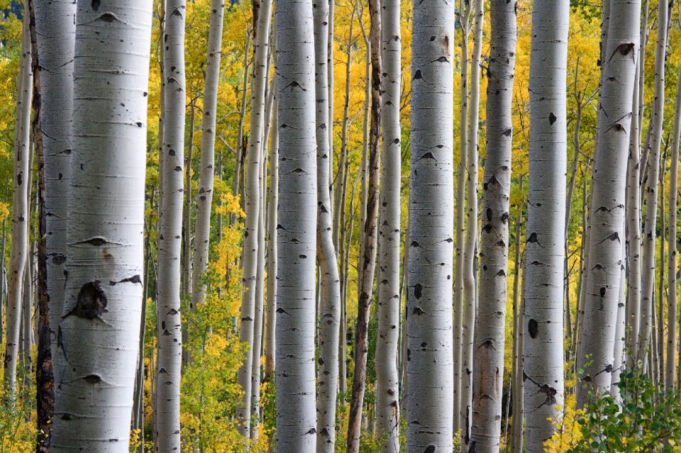 Pattern nature woods