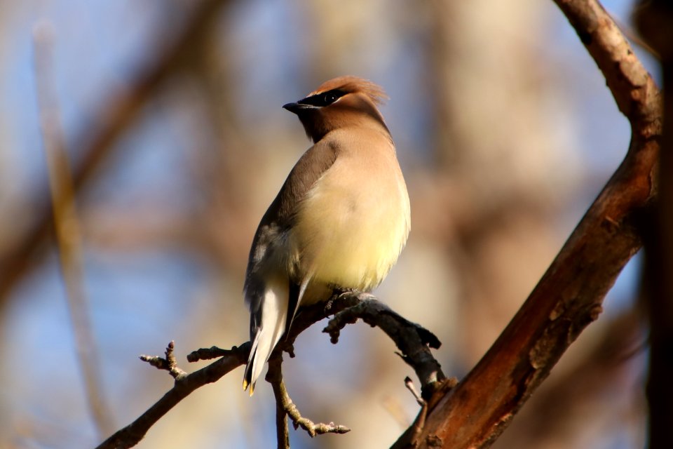 Cedar waxwing, January 7, 2019--Warren Bielenberg