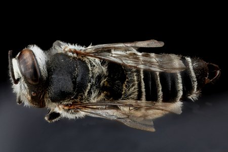 Megachile concinna, F, top, Dominican Republic 2012-10-09-14.32.46 ZS PMax photo