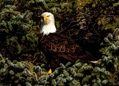 2020 Bald Eagle Portraits, vicinity Homer, Alaska (19) photo