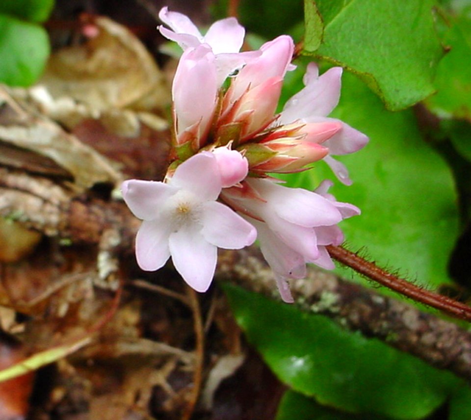 Trailing arbutus--Tom Harrington