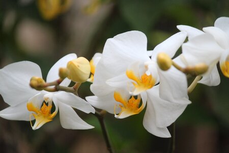 Nature blossom white