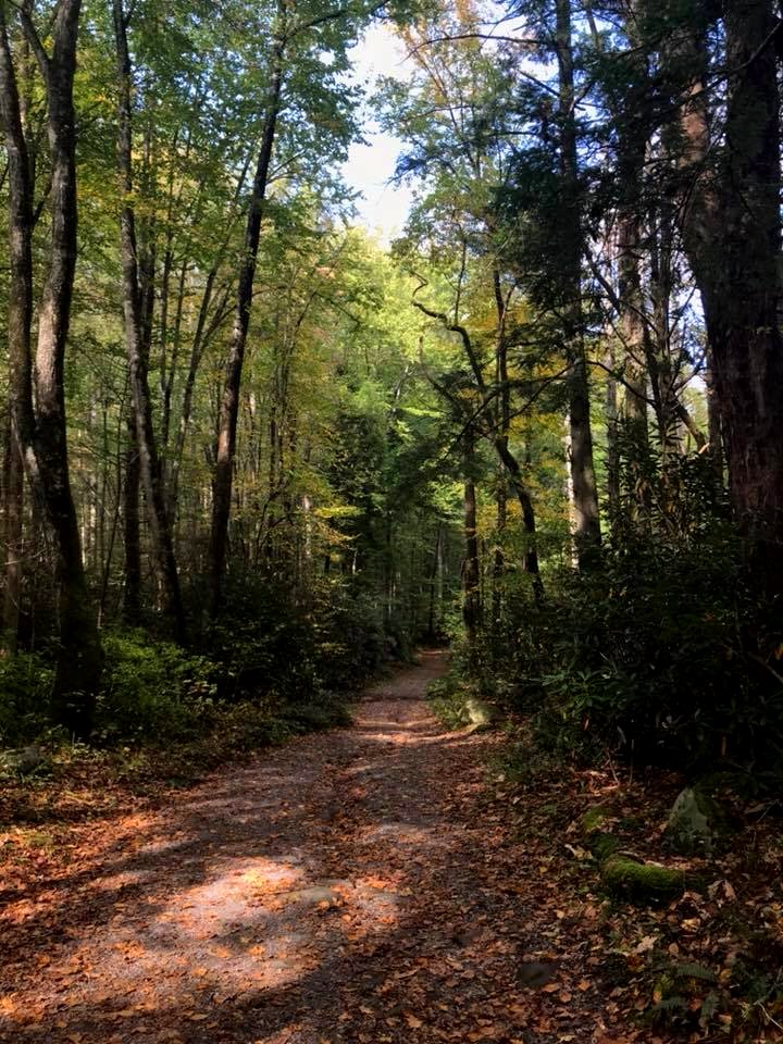 Porters Creek Trail, Greenbrier, October 2017--Andrea Walton