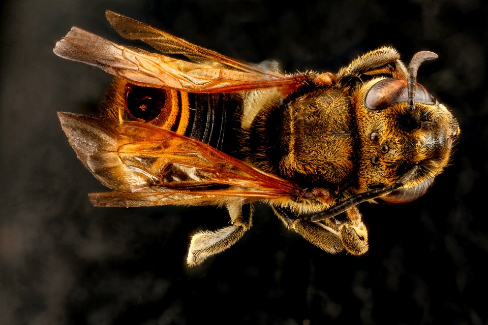 Megachile species b, female, back, Dominican Republic 2012-10-05-12.20.44 ZS PMax