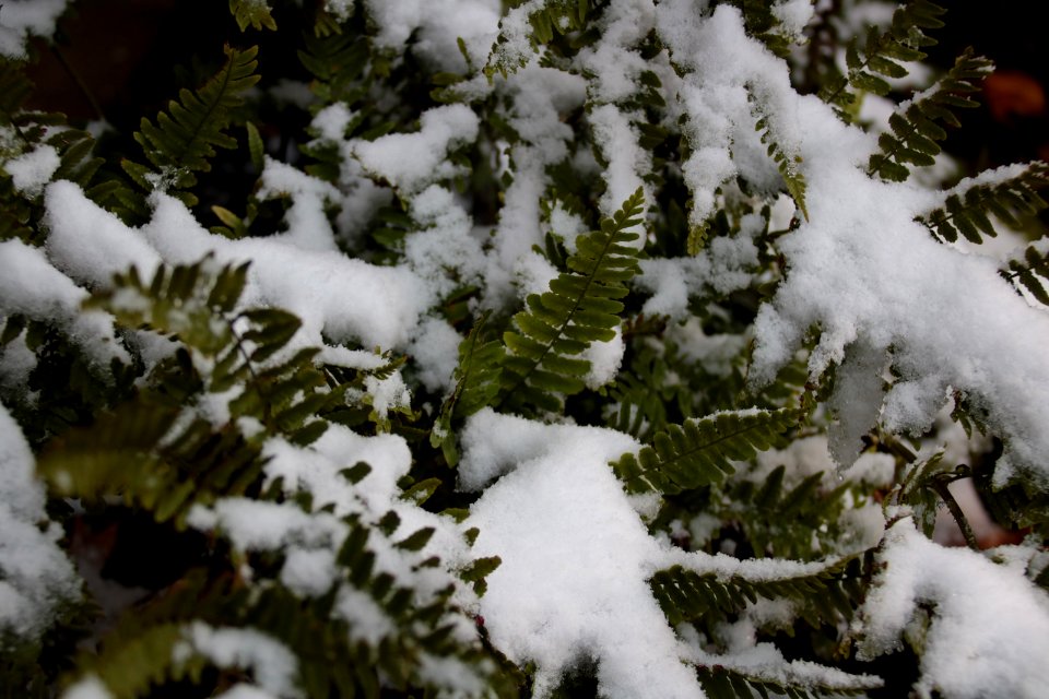 Snowy ferns, December 2017--Warren Bielenberg