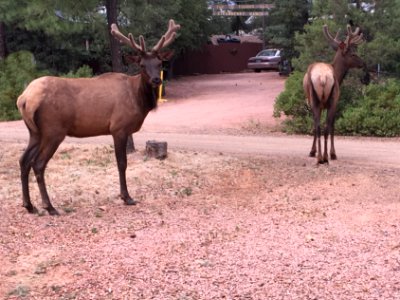 2017/365/151 Trespassers in my Driveway