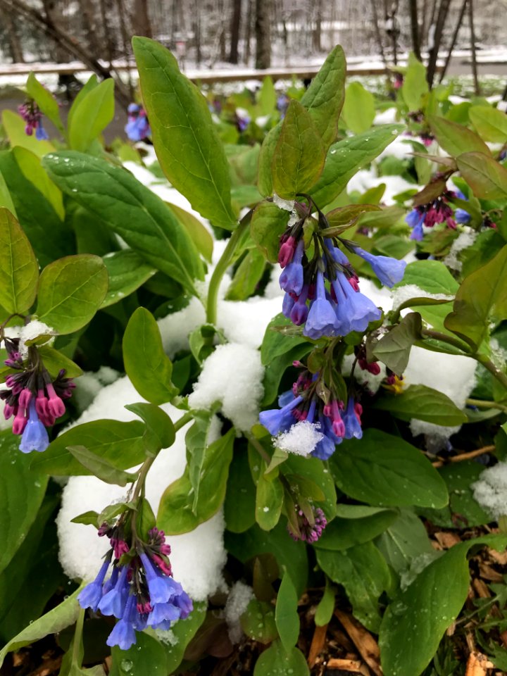 Virginia bluebells, March 2018--Andrea Walton