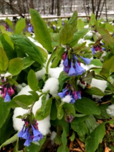 Virginia bluebells, March 2018--Andrea Walton