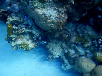Pterois volitans 1