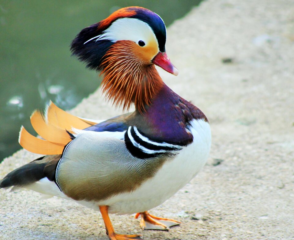 Weird bird maderinenente portrait