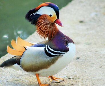 Weird bird maderinenente portrait