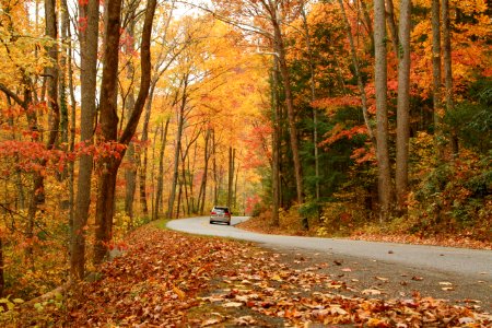 Little River Road, October 2013--Warren Bielenberg
