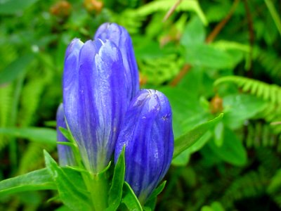 Liner Leaf Gentian, August 2006--Tom Harrington