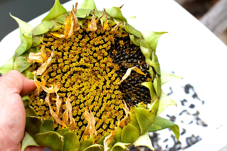 2015/365/247 The Big Sunflower Releases a Supernova of Seeds